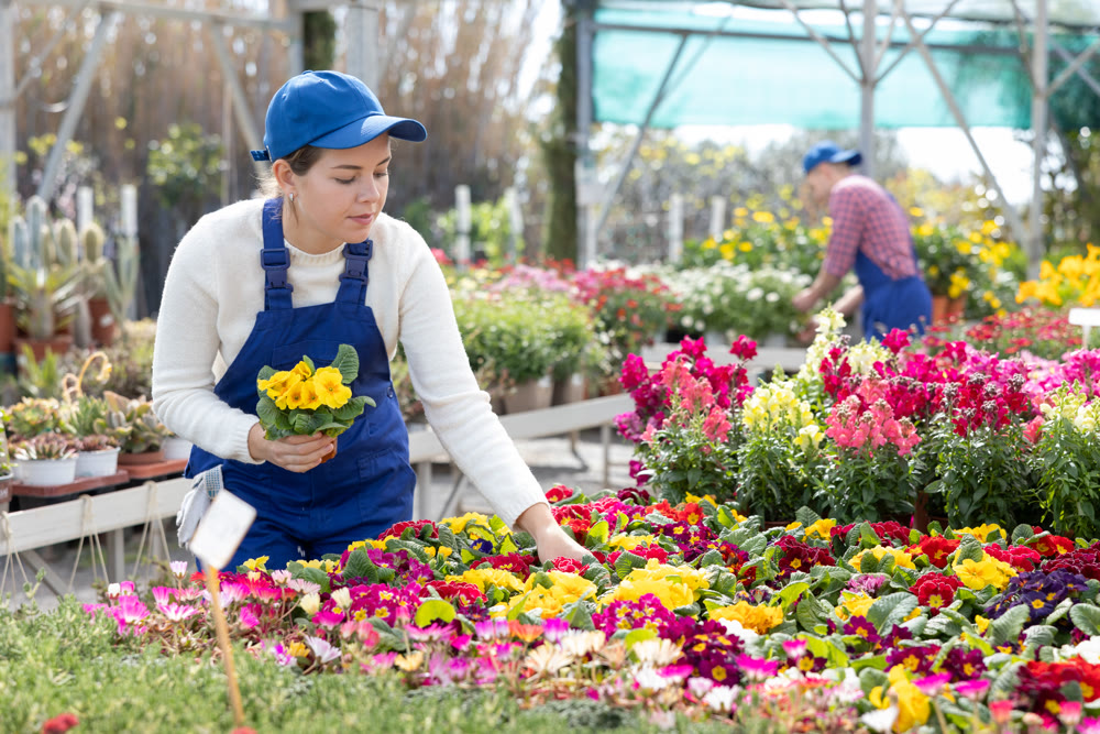 Saleswoman changes arrangement of pots with primrose and improves appearance of window.