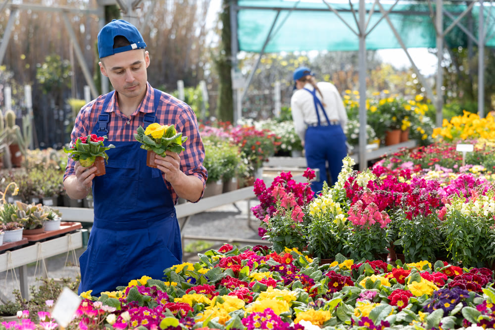 Salesman changes arrangement of pots with primrose and improves appearance of window.