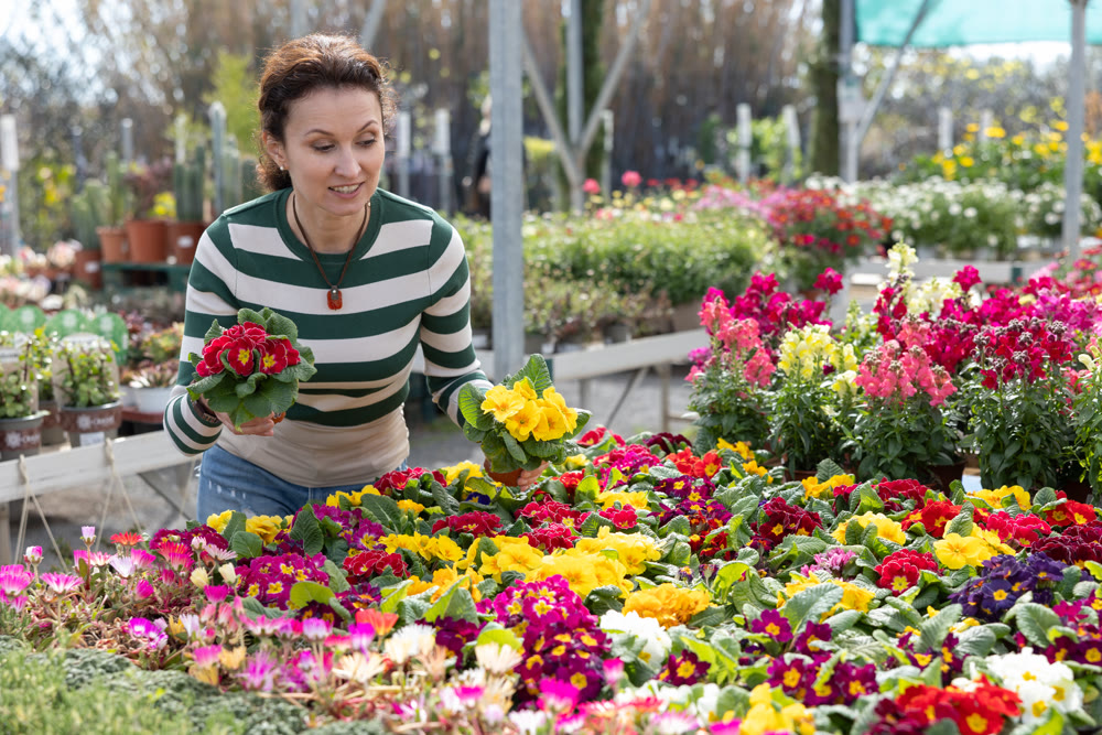 Woman customer-onlooker curiously examines showcase exhibition with plants primrose.