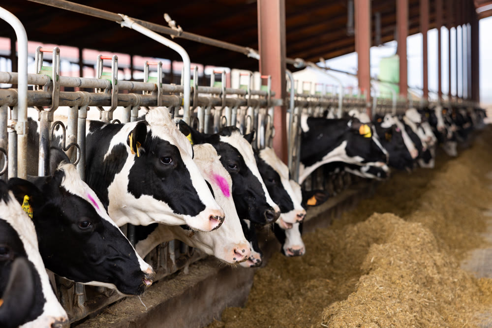 Cowshed at dairy farm with herd of milking cows