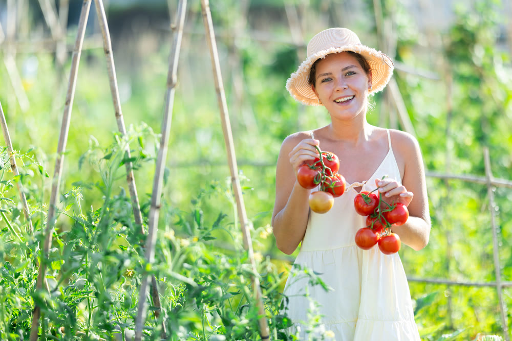 Young woman with tomato harvest in cottage garden