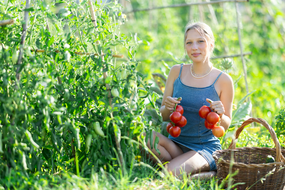 Young woman with tomato harvest in cottage garden