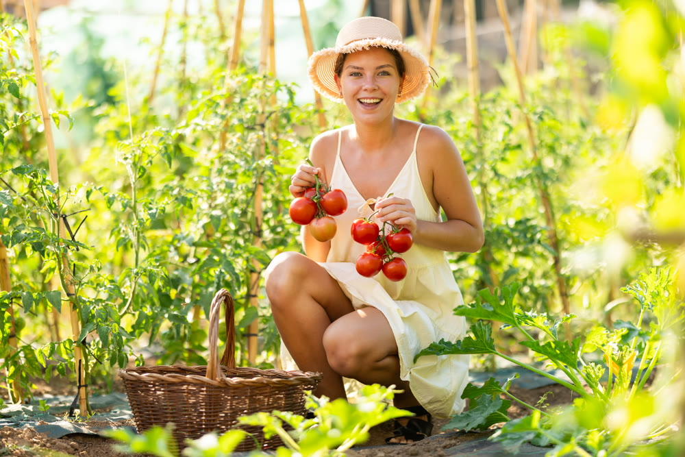 Young woman is working in garden between beds, picking ripe red tomatoes