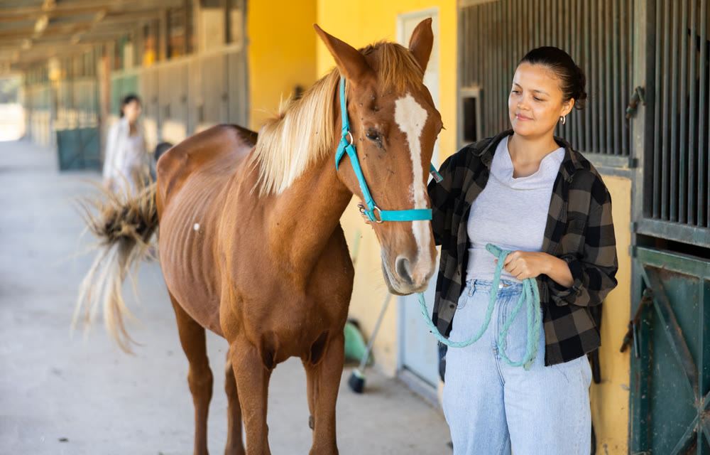 Asian female worker takes horse out of stall, holds animal by bridle and leads pet for walk