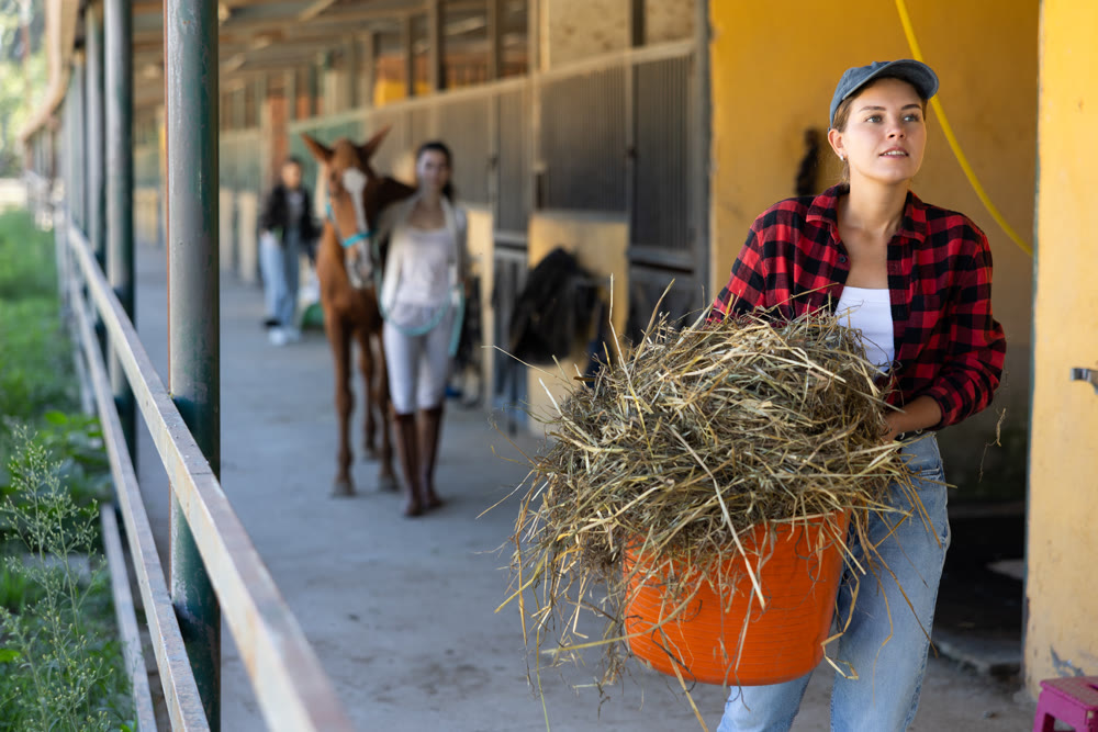 European young female worker walks go through corridor of stable, carrying basket with straw