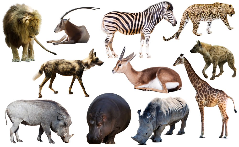 Collage with African mammals and birds