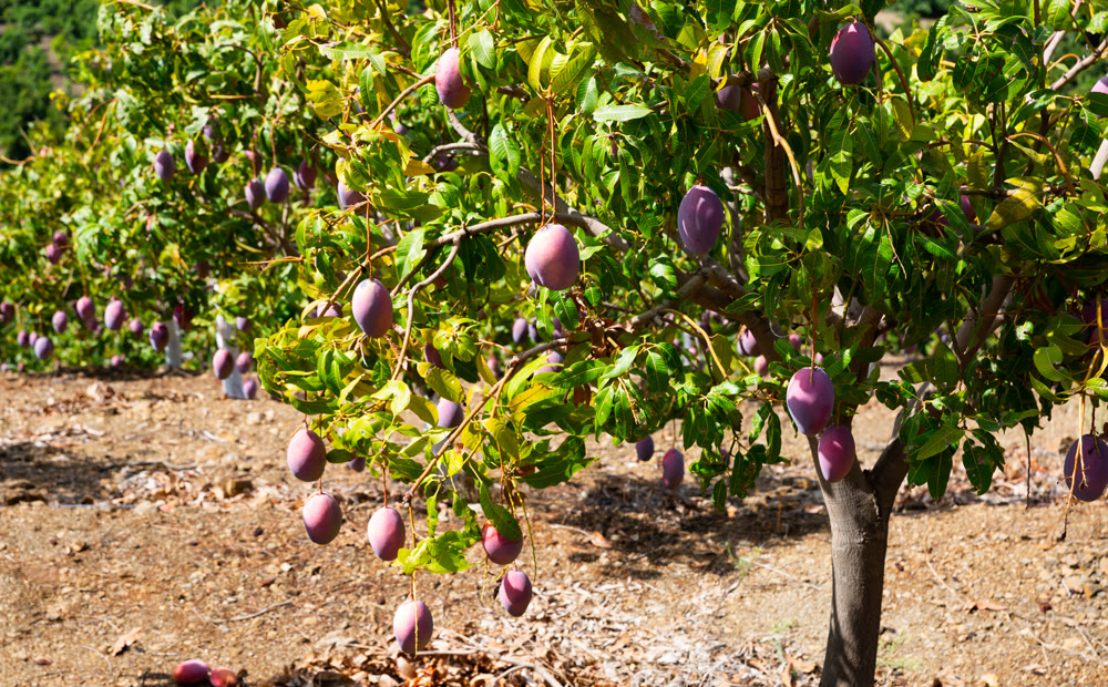 Ripe purple mangoes hanging on tree branches in garden